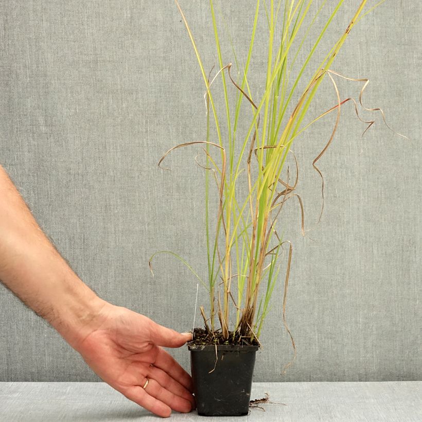 Miscanthus sinensis Grosse Fontäne - Maiden Grass - Silvergrass 8/9 cm pot sample as delivered in summer