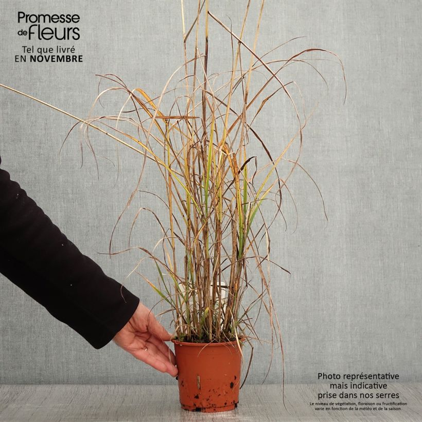 Miscanthus sinensis Kaskade - Silvergrass 1L/1.5L pot sample as delivered in autumn