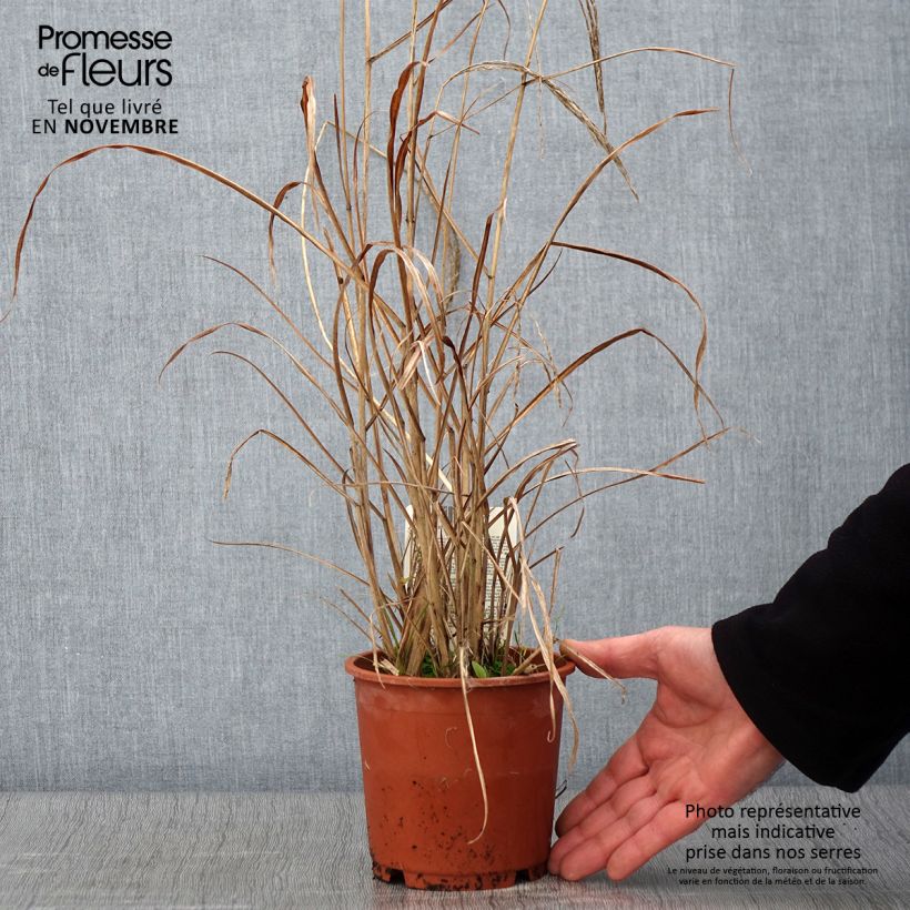 Miscanthus sinensis 'Kleine Fontäne' (Petite Fontaine) 1L/1.5L pot sample as delivered in autumn