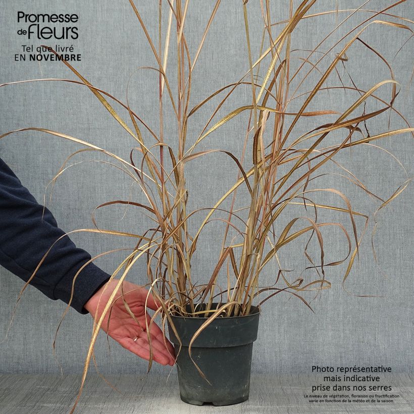 Miscanthus sinensis 'Kleine Fontäne' (Petite Fontaine) 3L/4L pot sample as delivered in autumn