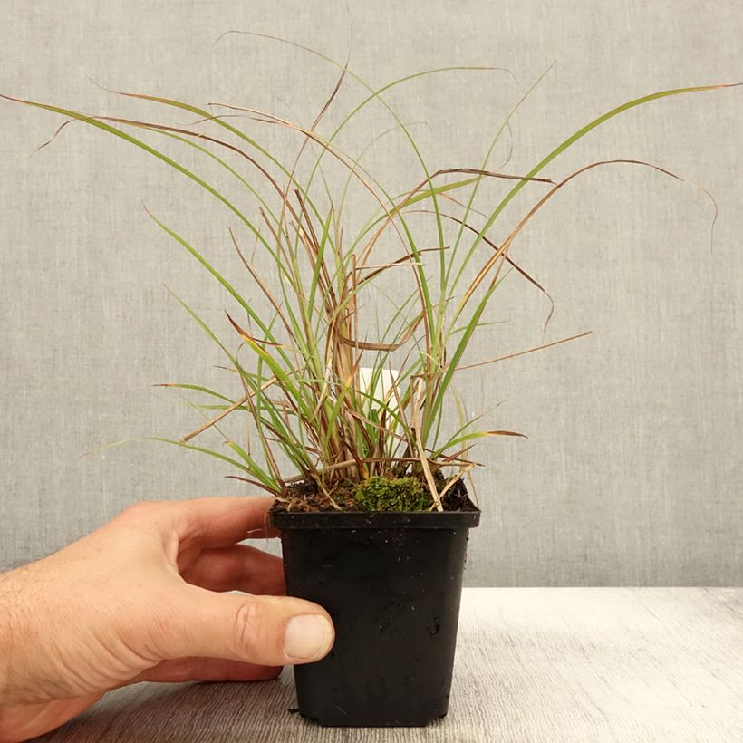 Miscanthus sinensis Krater - Silvergrass 8/9 cm pot sample as delivered in autumn