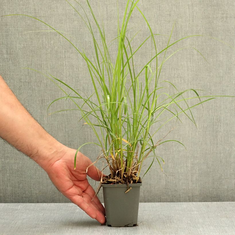 Miscanthus sinensis Little Miss - Silvergrass 8/9 cm pot sample as delivered in spring