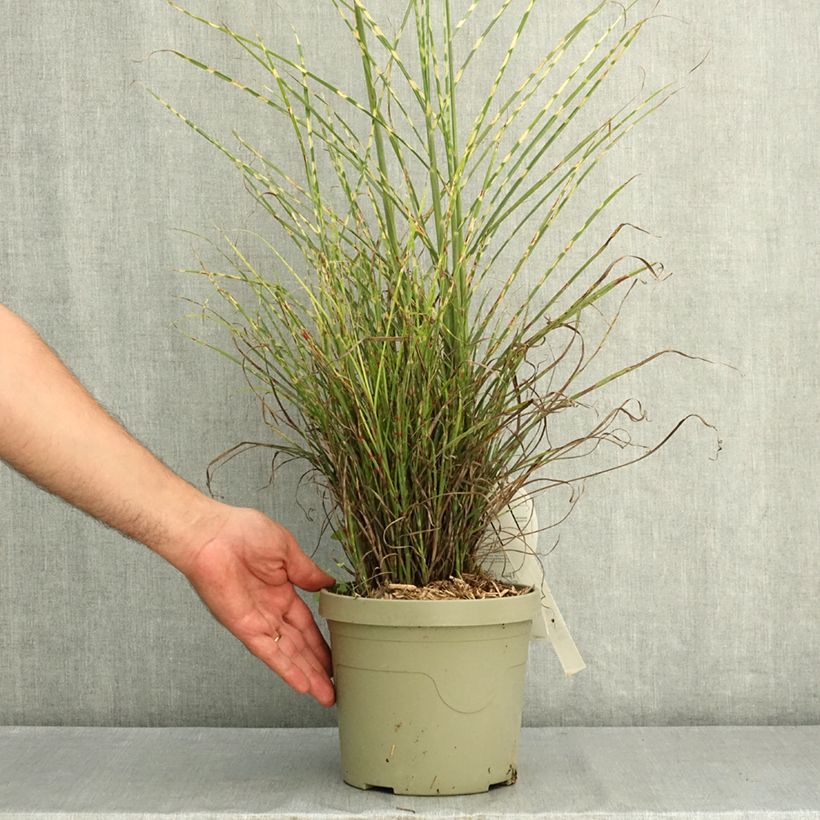 Miscanthus sinensis Little Tiger - Silvergrass 3L/4L pot sample as delivered in summer