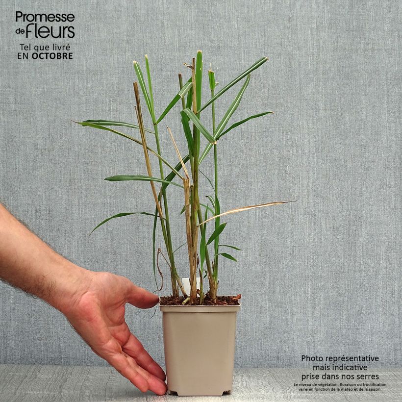 Miscanthus sinensis Malepartus - Silvergrass 8/9 cm pot sample as delivered in autumn