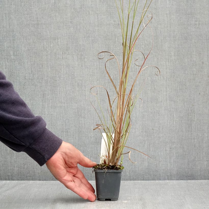 Miscanthus sinensis Morning Bright - Silvergrass 8/9 cm pot sample as delivered in autumn