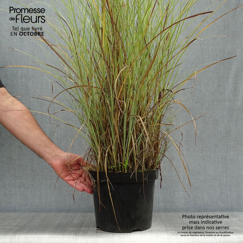 Miscanthus sinensis Morning Light - Silvergrass 7.5L/10L pot sample as delivered in autumn