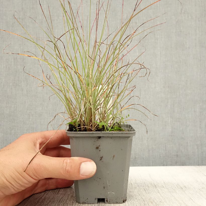 Miscanthus sinensis Morning Light - Silvergrass 8/9 cm pot sample as delivered in autumn