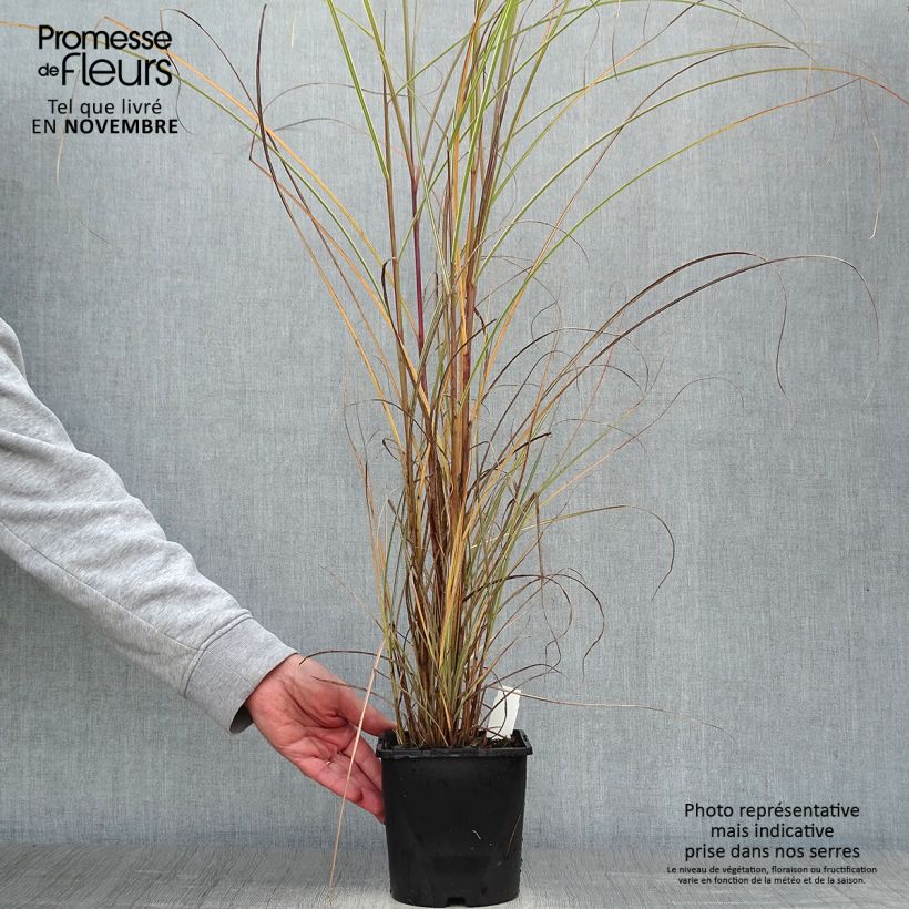 Miscanthus sinensis Morning Light - Silvergrass 2L/3L pot sample as delivered in autumn