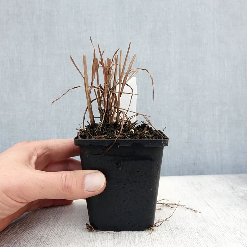 Miscanthus sinensis Purpurascens - Silvergrass 8/9 cm pot sample as delivered in autumn