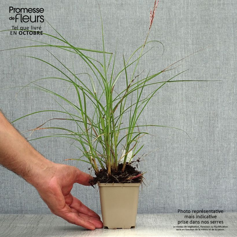 Miscanthus sinensis Red Chief - Silvergrass 8/9 cm pot sample as delivered in autumn
