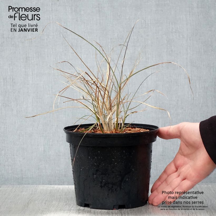 Miscanthus sinensis Red Chief - Silvergrass 1.5L/2L pot sample as delivered in winter