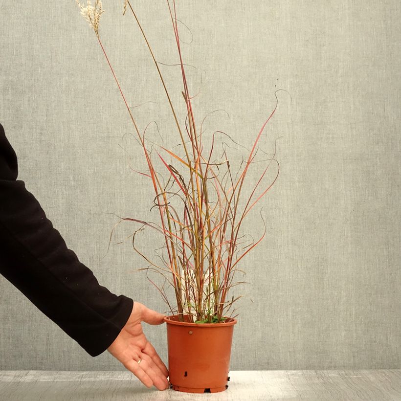 Miscanthus sinensis Samurai - Silvergrass 1L/1.5L pot sample as delivered in autumn