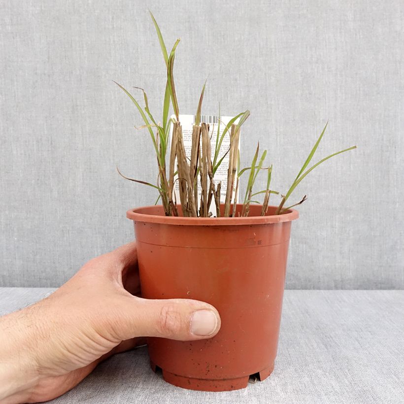Miscanthus sinensis Samurai - Silvergrass 1L/1.5L pot sample as delivered in spring