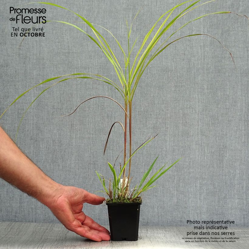 Miscanthus sinensis Silberfeder - Silvergrass 8/9 cm pot sample as delivered in autumn