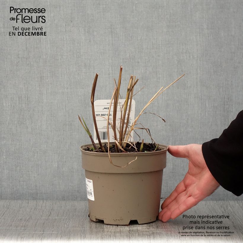 Miscanthus sinensis Silberfeder - Silvergrass 2L/3L pot sample as delivered in autumn
