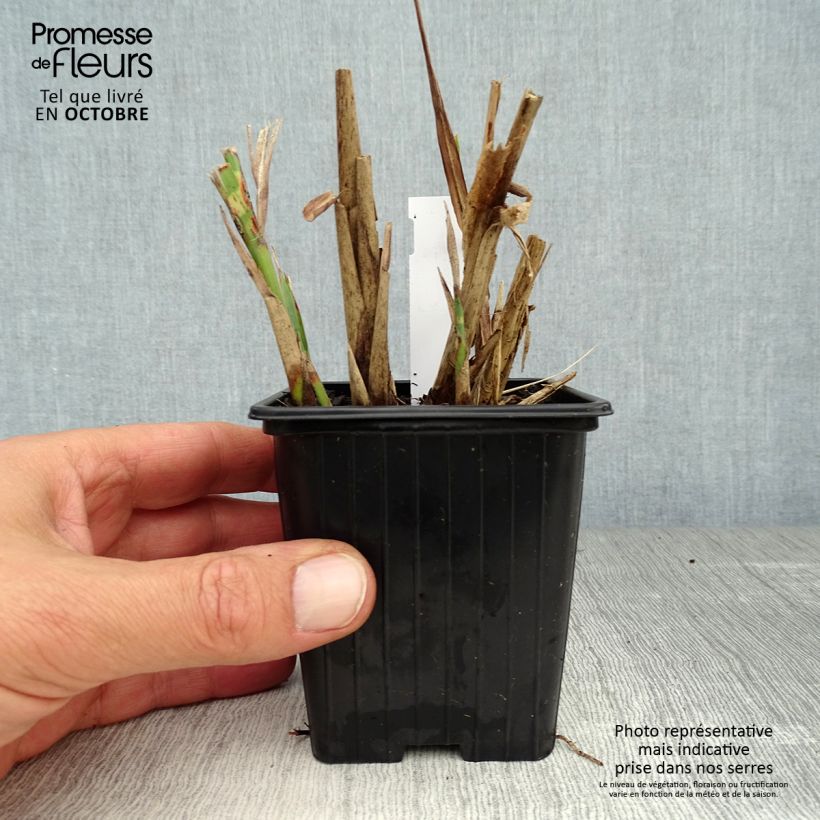 Miscanthus sinensis Sirene - Silvergrass 8/9 cm pot sample as delivered in autumn