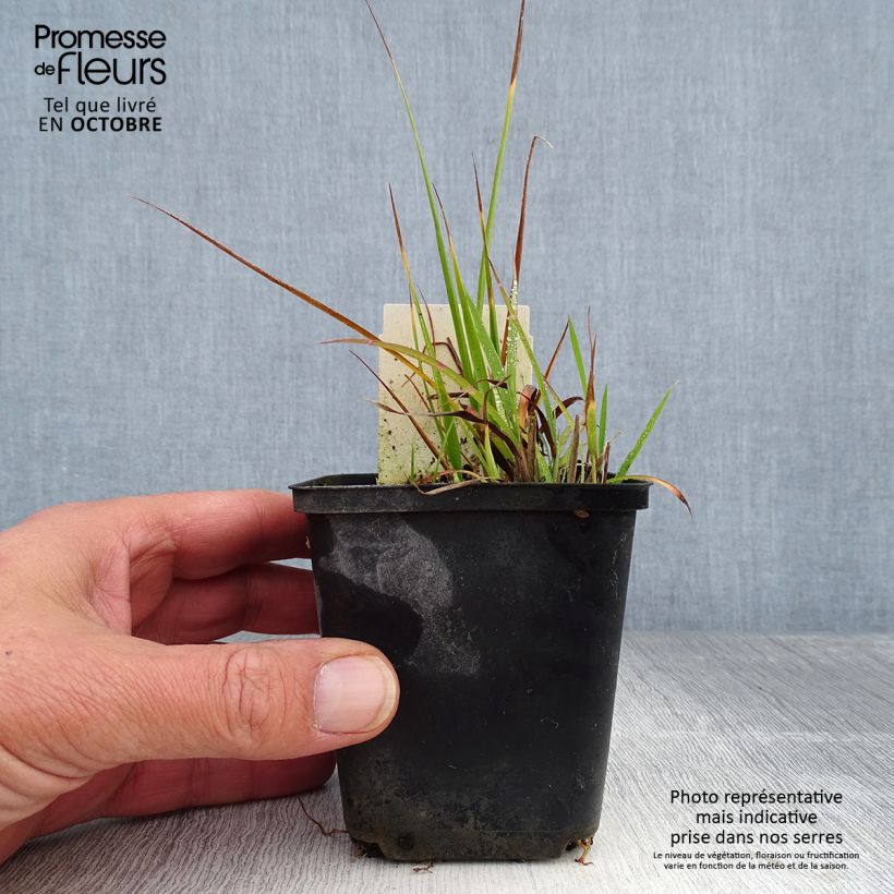 Miscanthus sinensis Strictus Dwarf - Silvergrass 8/9 cm pot sample as delivered in autumn