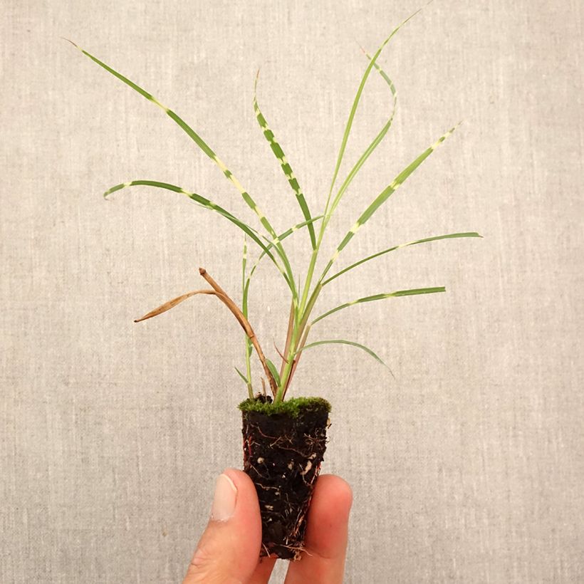 Miscanthus sinensis Strictus Dwarf - Silvergrass Plug plant 3/4cm sample as delivered in autumn