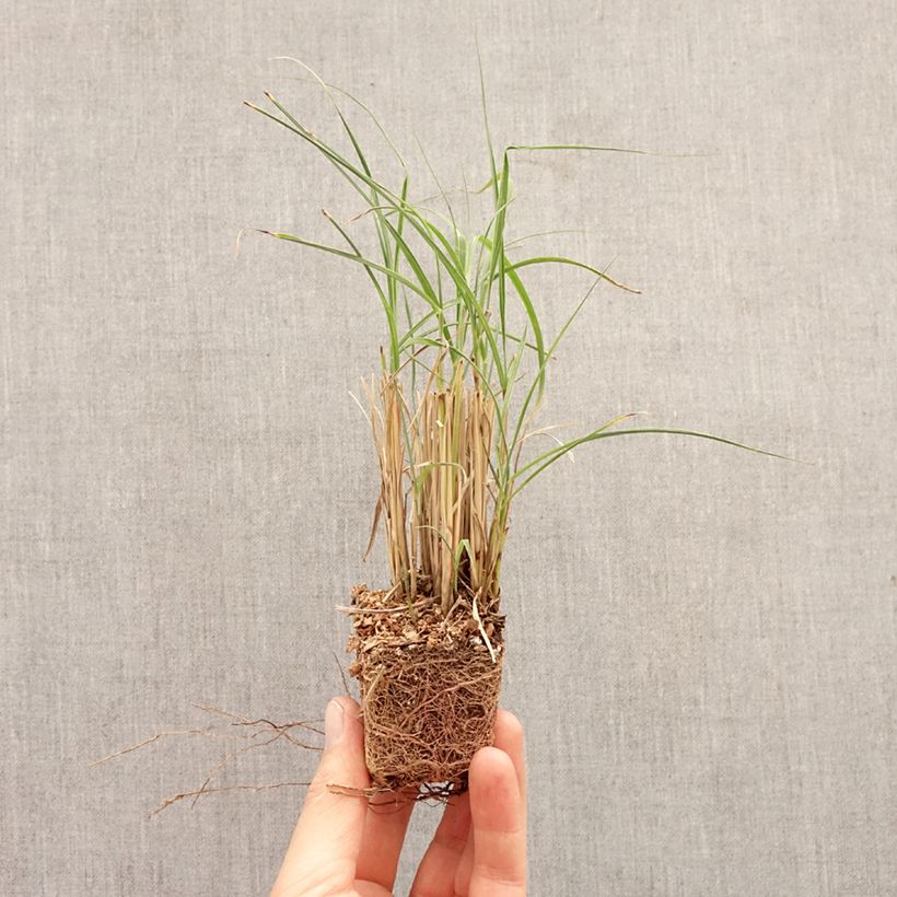 Miscanthus sinensis Strictus Dwarf - Silvergrass Plug plant 3/4cm sample as delivered in spring