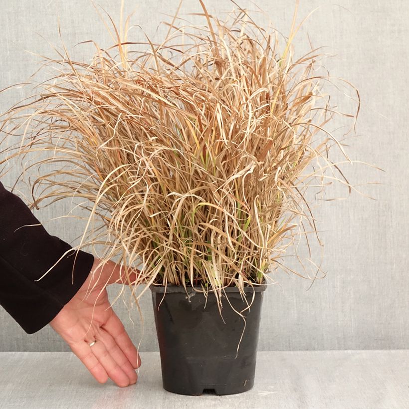 Miscanthus sinensis Strictus Dwarf - Silvergrass 2L/3L pot sample as delivered in autumn
