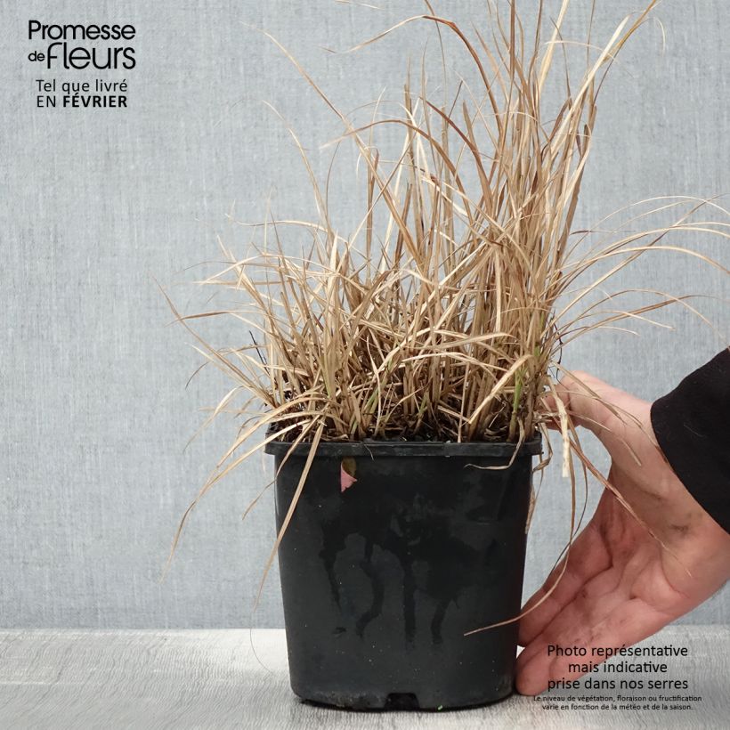 Miscanthus sinensis Strictus Dwarf - Silvergrass 2L/3L pot sample as delivered in winter