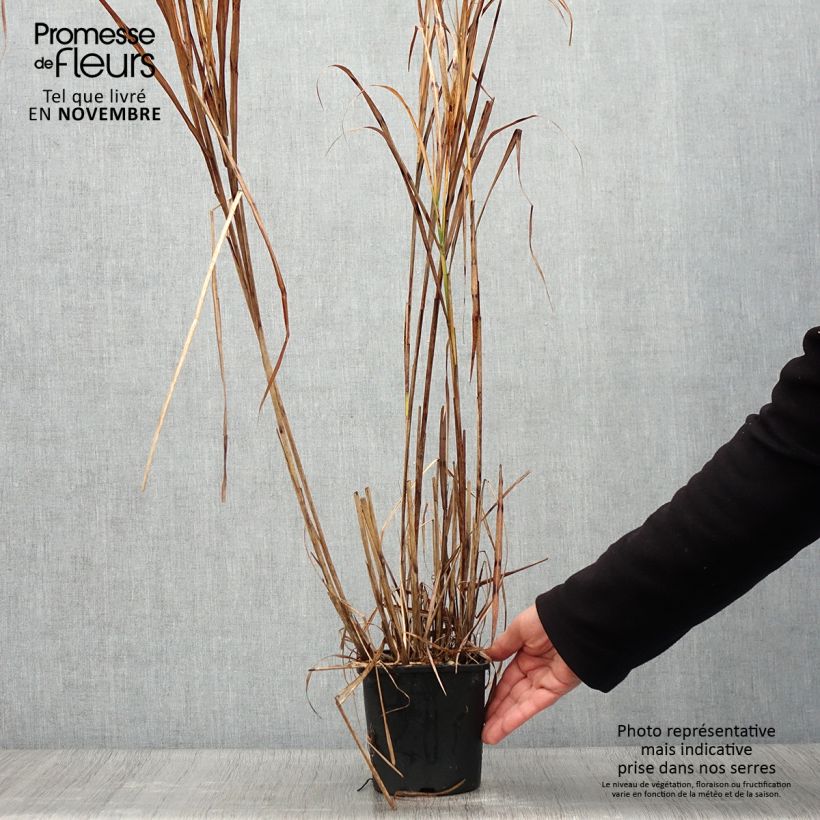 Miscanthus sinensis Strictus - Silvergrass 2L/3L pot sample as delivered in autumn