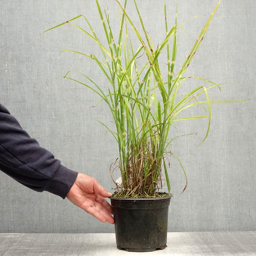 Miscanthus sinensis Strictus - Silvergrass 2L/3L pot sample as delivered in summer