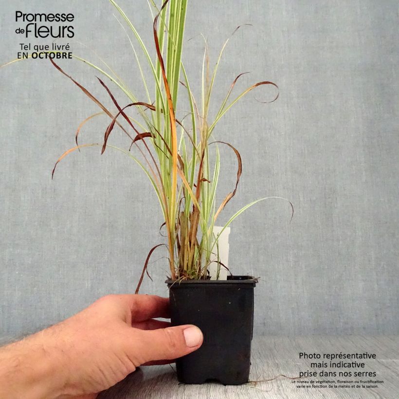 Miscanthus sinensis Variegatus 8/9 cm pot sample as delivered in autumn