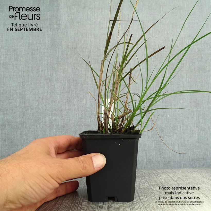 Miscanthus sinensis Yaku-Jima - Silvergrass 8/9 cm pot sample as delivered in autumn