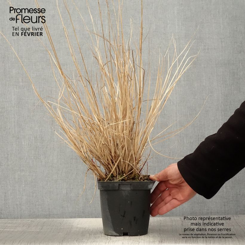 Miscanthus sinensis Yaku-Jima - Silvergrass 2L/3L pot sample as delivered in winter