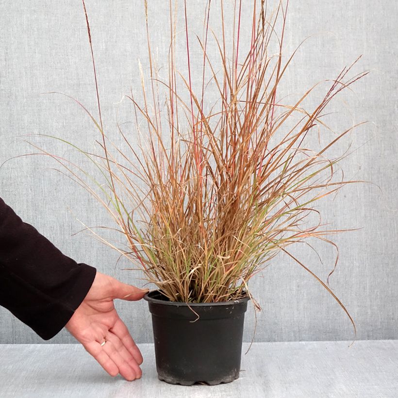 Miscanthus sinensis Yaku-Jima - Silvergrass 2L/3L pot sample as delivered in autumn