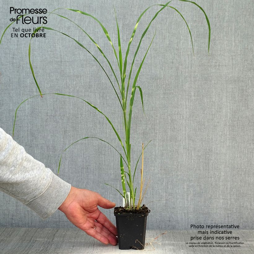 Miscanthus sinensis Zebrinus - Silvergrass 8/9 cm pot sample as delivered in autumn