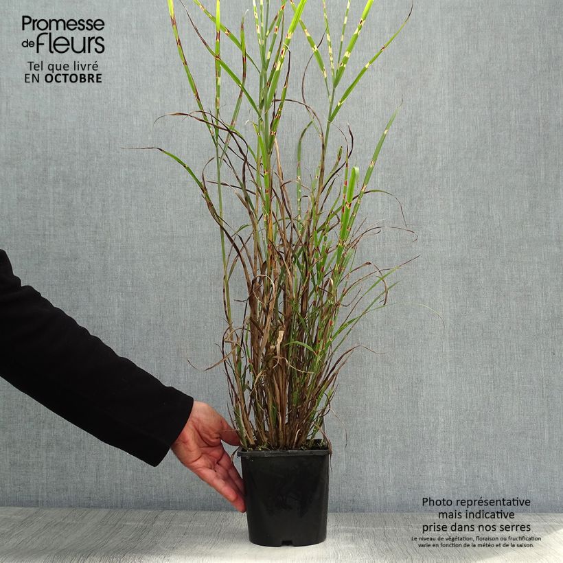 Miscanthus sinensis Zebrinus - Silvergrass 2L/3L pot sample as delivered in autumn