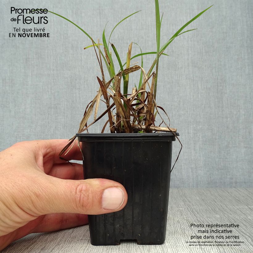 Miscanthus transmorrisonensis 8/9 cm pot sample as delivered in autumn