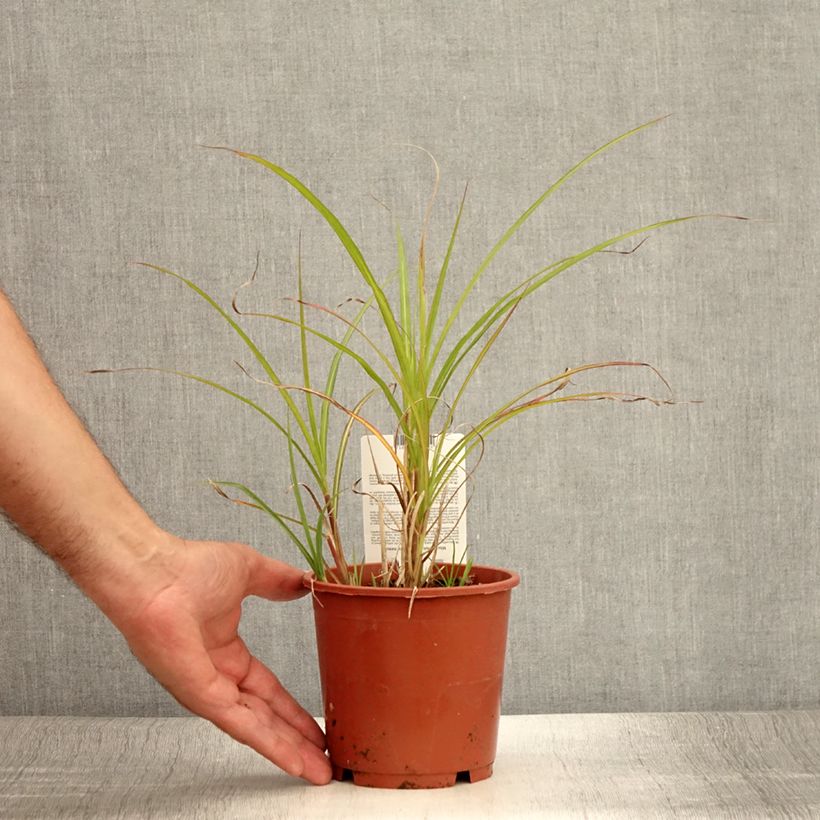 Miscanthus transmorrisonensis 1L/1.5L pot sample as delivered in summer