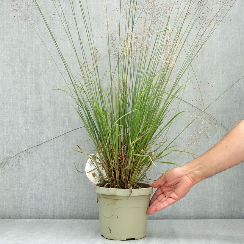 Molinia caerulea Banshee - Purple moor grass 3L/4L pot sample as delivered in summer