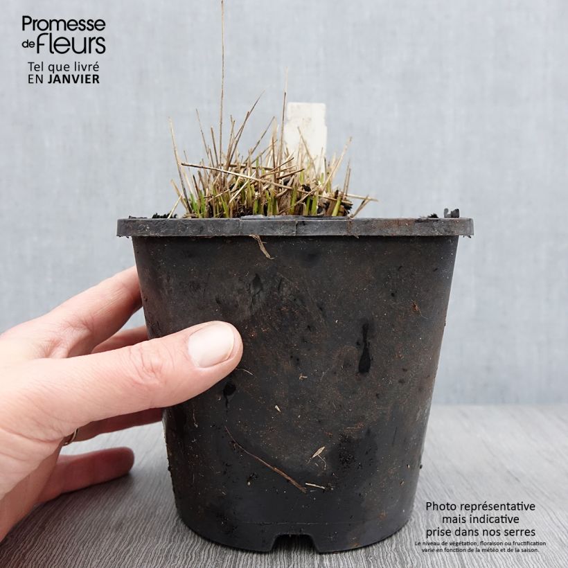 Molinia caerulea subsp. caerulea Heidezwerg - Purple Moor-grass 2L/3L pot sample as delivered in winter