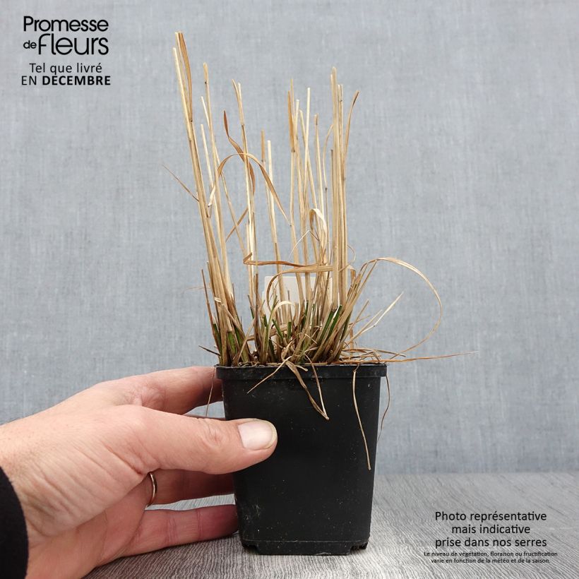 Molinia caerulea Moorflamme - Purple Moor-grass 8/9 cm pot sample as delivered in autumn
