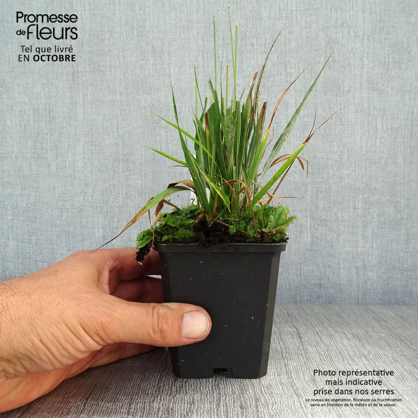 Molinia caerulea Moorhexe - Purple Moor-grass 8/9 cm pot sample as delivered in autumn