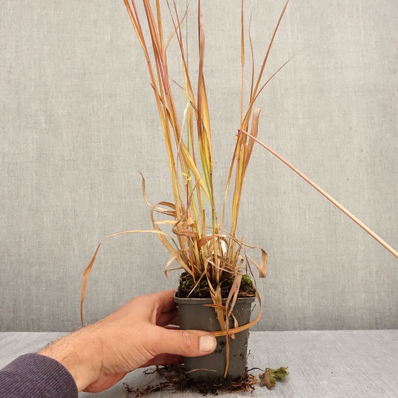 Molinia caerulea subsp. arundinacea Fontäne - Purple Moor-grass 8/9 cm pot sample as delivered in autumn