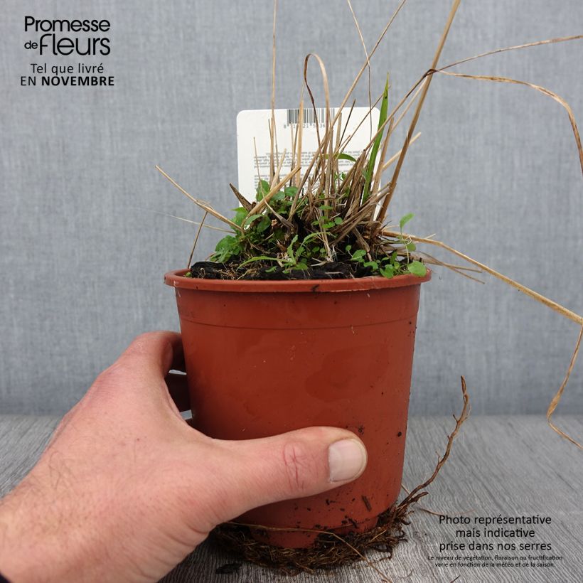 Molinia caerulea subsp. arundinacea Fontäne - Purple Moor-grass 1L/1.5L pot sample as delivered in autumn