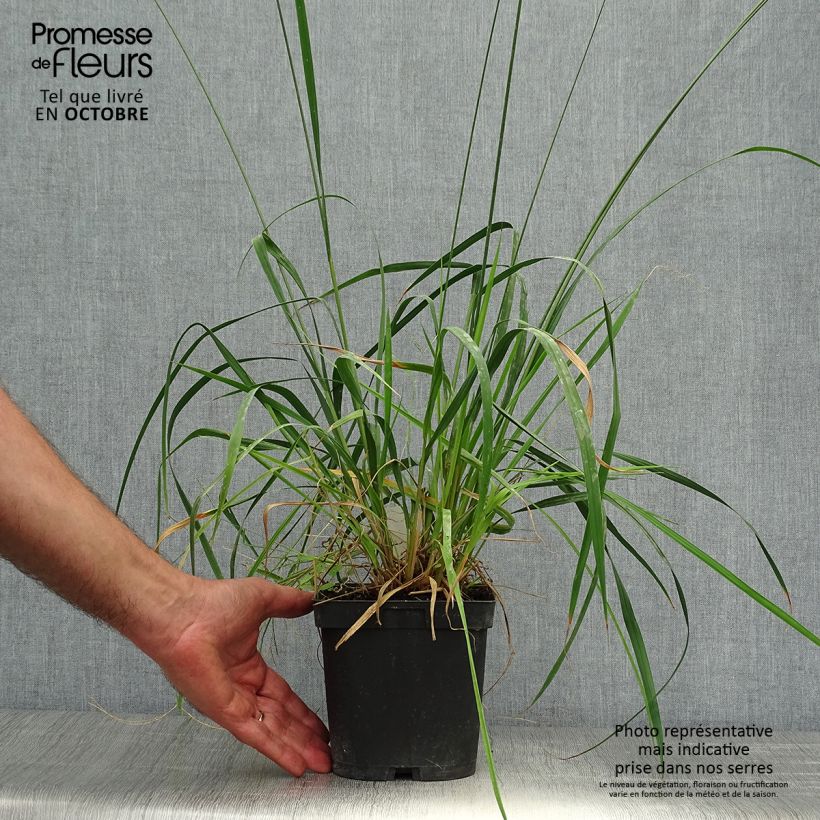 Molinia caerulea subsp. arundinacea Skyracer - Purple Moor-grass 2L/3L pot sample as delivered in autumn