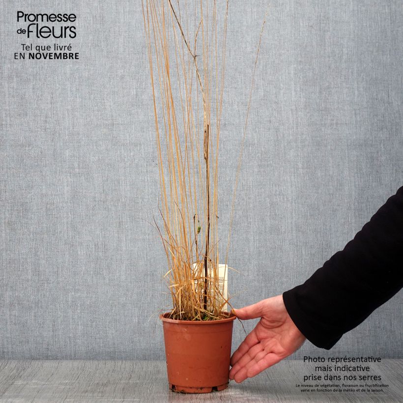 Molinia caerulea subsp. caerulea Heidebraut - Purple Moor-grass 1L/1.5L pot sample as delivered in autumn