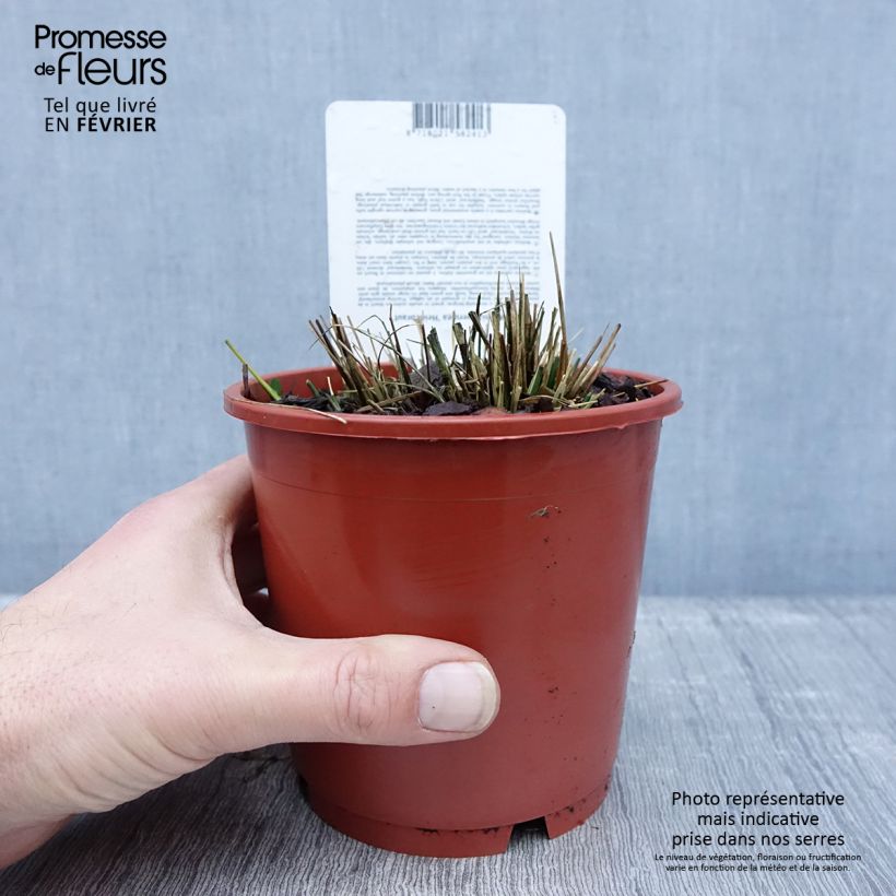 Molinia caerulea subsp. caerulea Heidebraut - Purple Moor-grass 1L/1.5L pot sample as delivered in winter