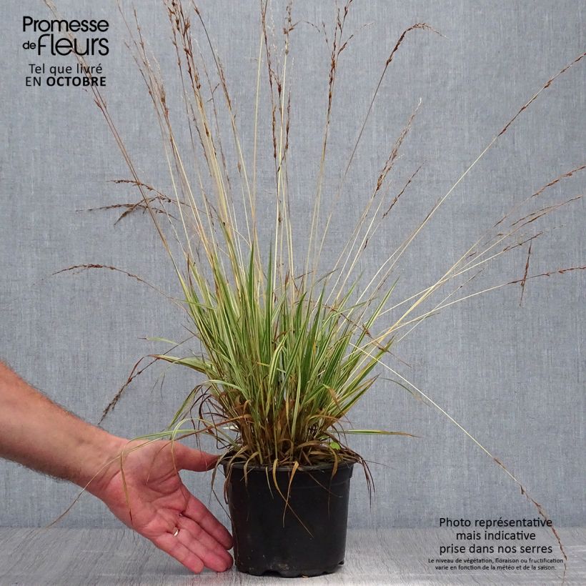 Molinia caerulea susbp. caerulea Variegata - Purple Moor-grass 2L/3L pot sample as delivered in autumn