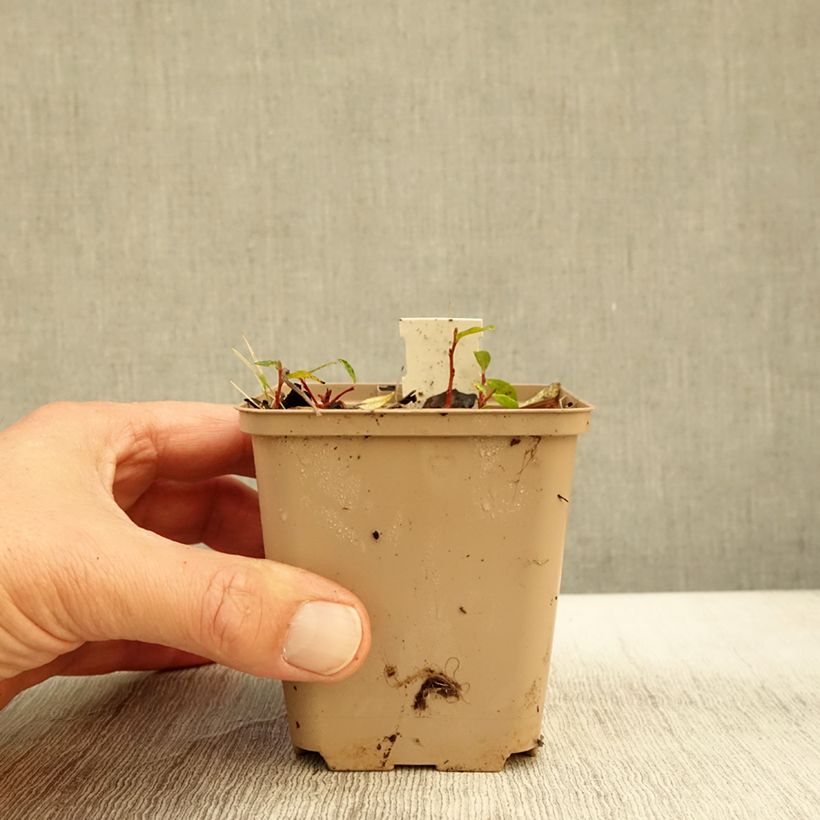 Molopospermum peloponnesiacum 8/9 cm pot sample as delivered in autumn