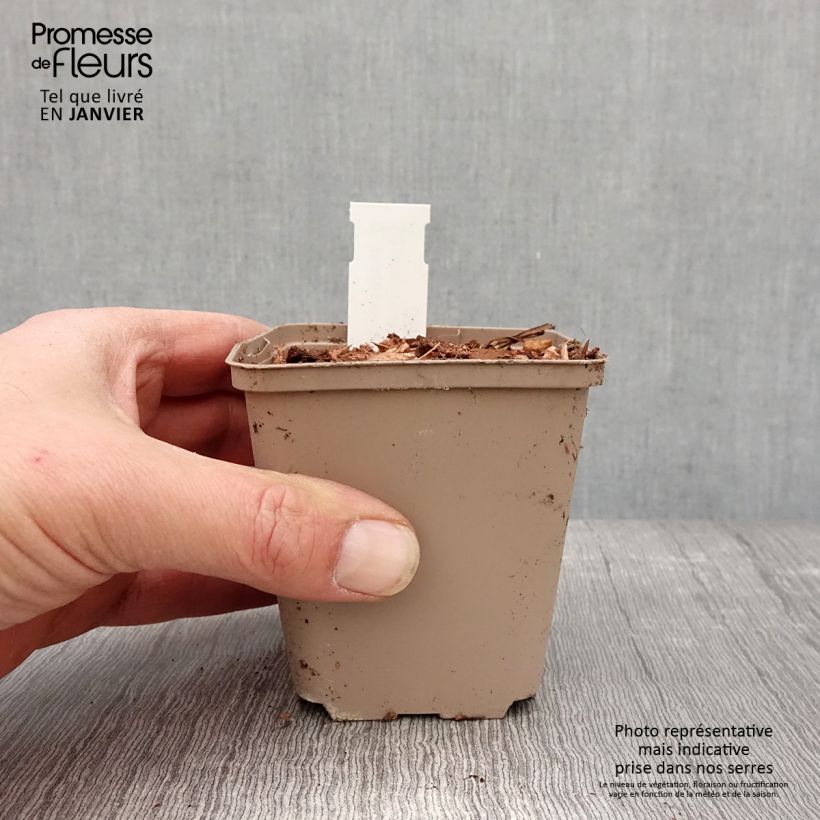 Molopospermum peloponnesiacum 8/9 cm pot sample as delivered in winter