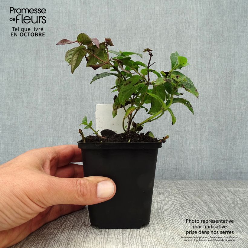 Monarda bradburiana - Beebalm 8/9 cm pot sample as delivered in autumn
