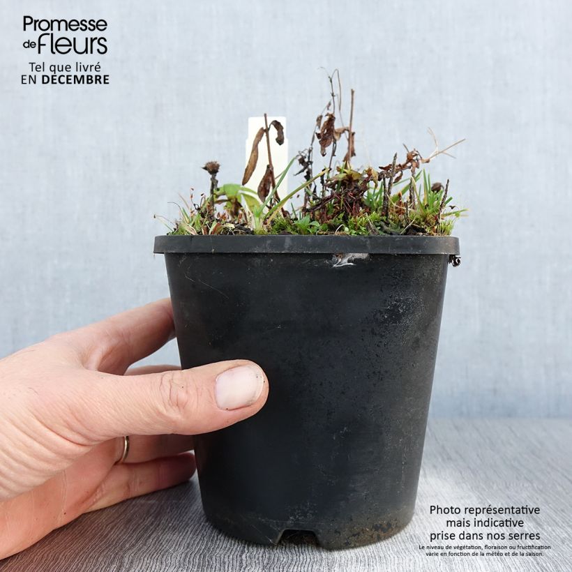 Monarda didyma Cranberry Lace - Beebalm 1.5L/2L pot sample as delivered in winter