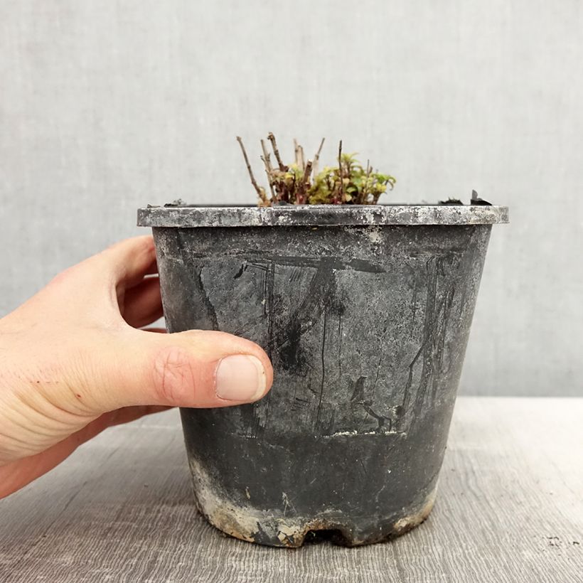 Monarda didyma Cranberry Lace - Beebalm 1.5L/2L pot sample as delivered in spring